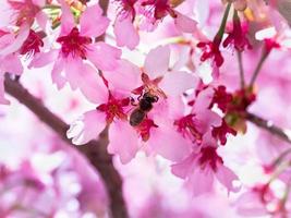 abelha de inseto voou para galho de flores de cerejeira, coletando néctar. um dia ensolarado na primavera. polinização foto