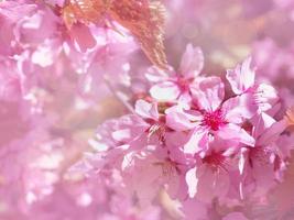 lindo ramo de cerejeira rosa florescendo na primavera em fundo floral, flores de sakura à luz do sol, copie o espaço para texto foto