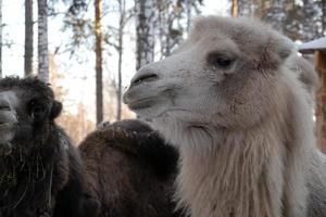 um grupo de camelos marrons e brancos em close-up em uma fazenda de inverno. foto