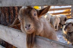 cabra de montanha engraçada close-up em uma fazenda de inverno. foto