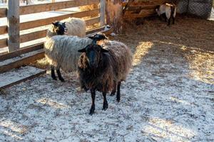 ovelhas brancas e marrons na fazenda no inverno. foto