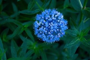 flor azul redonda na folhagem verde foto