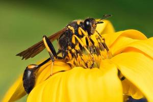 closeup extrema de uma vespa preta em uma flor foto