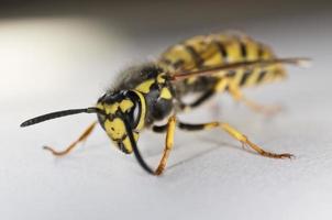 closeup de vespa Europeu sobre fundo branco