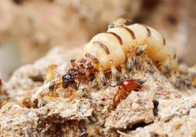close-up de cupins ou formigas brancas, Tailândia foto