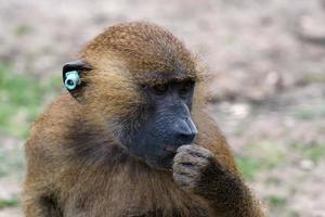 retrato de babuíno da Guiné foto