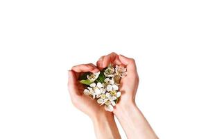 mãos femininas com palmas em forma de coração e flores de maçã branca em um fundo branco, isolar. primavera, amor, ternura. cuidados com a pele, cosméticos naturais. banner, espaço para texto foto