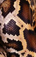 pele de cobra python e escalas padrão macro