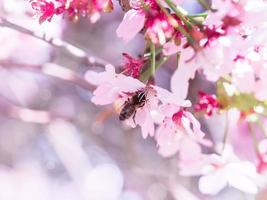 abelha de inseto voou para galho de flores de cerejeira, coletando néctar. um dia ensolarado na primavera. foto