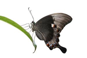 esmeralda pavão andorinha borboleta