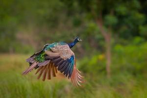pavão indiano voador (pavo cristatus)