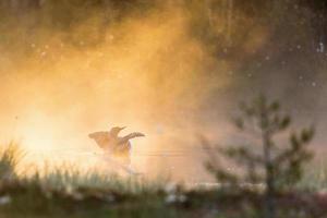 mergulhão-de-garganta-vermelha no nevoeiro foto