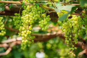 cachos de uvas para vinho branco foto