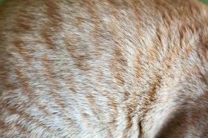 textura de uma lã de um gato foto