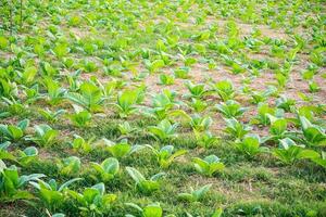 campo de tabaco de perto foto