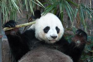 urso panda gigante com fome comendo foto