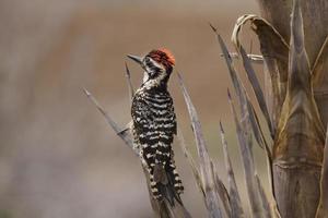 ladderback woodpecker foto