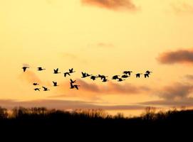 gansos canadenses voando para o pôr do sol