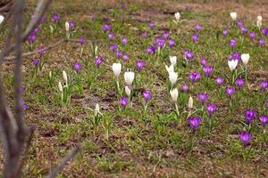 Prado de flores de açafrão roxo e branco vernus foto