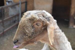 bonitinha ovelha marrom de cauda gorda foto