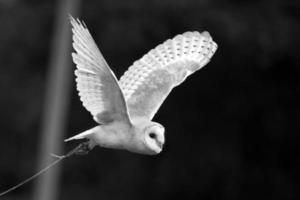 coruja de celeiro em voo foto