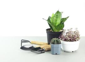 ferramentas de jardinagem e planta na mesa contra fundo branco - salve o conceito de terra - aumente o oxigênio e o ozônio foto