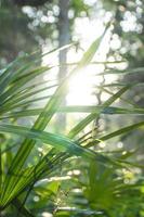 luz do sol da manhã atrás das folhas verdes da planta foto