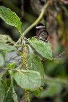 borboleta de asas de vidro em uma folha foto