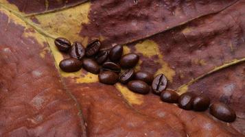 grãos de café em folhas de teca secas, fundo de folhas de teca marrom amarela foto