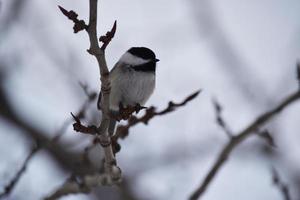 chickadee tampado preto sentado em um galho de árvore foto