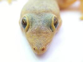 lagarto closeup foto