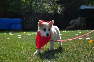 cachorrinho com uma bandana vermelha foto