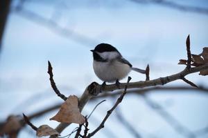 chickadee tampado preto sentado em um galho de árvore foto