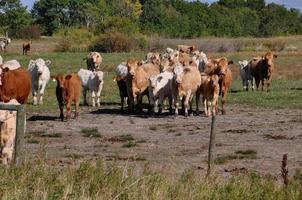 curioso rebanho de gado se aproxima de uma cerca