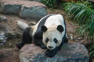 o panda gigante ailuropoda melanoleuca também conhecido como urso panda ou simplesmente panda, é uma espécie de urso endêmica da China. foto