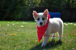 cachorrinho com uma bandana vermelha foto
