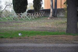 gato branco e marrom sentado sozinho debaixo de uma árvore foto