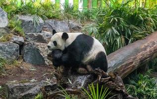 o panda gigante ailuropoda melanoleuca também conhecido como urso panda ou simplesmente panda, é uma espécie de urso endêmica da China. foto