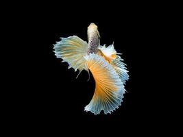 ação e movimento de peixe-lutador tailandês em um fundo preto, halfmoon betta foto