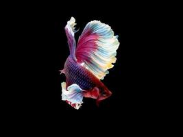 ação e movimento de peixe-lutador tailandês em um fundo preto, halfmoon betta foto