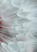 bela semente de flor de dente-de-leão na primavera foto