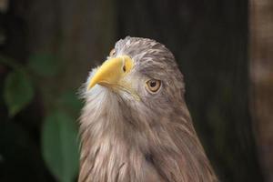 águia-de-cauda-branca (haliaeetus albicilla).