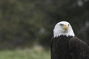os olhos de uma águia foto