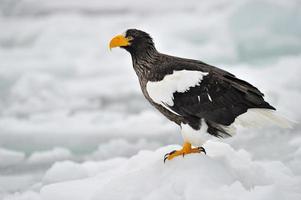 águia do mar steller em pé no gelo. foto