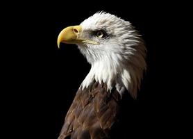 perfil de águia americana foto