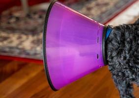 terrier poodle preto em cone de recuperação de plástico para parar de lamber foto