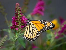 linda borboleta monarca se alimentando no jardim foto