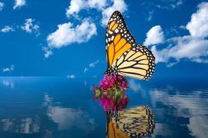 conceito de aquecimento global com borboleta monarca na planta inundada foto