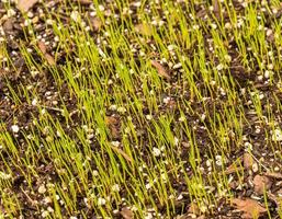 novo crescimento de sementes de grama emergindo do solo superior no gramado do jardim foto