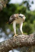 águia-falcão mutável (nisaetus cirrhatus)